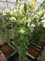 [4154 Doubleen No01.JPG]